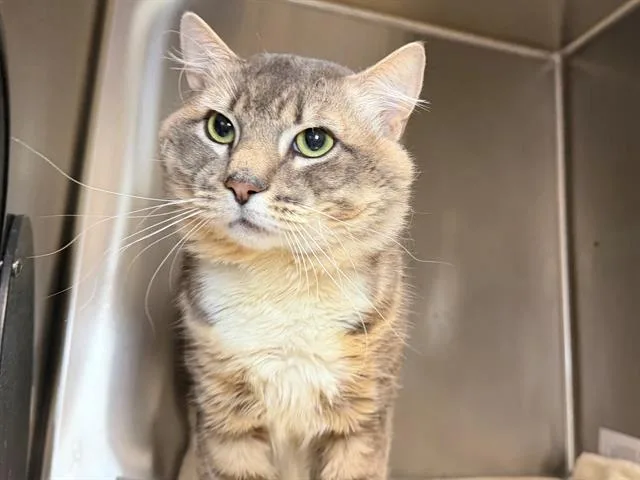 An adult small-sized male Domestic Short Hair cat named Bumpkin for adoption in Santa Rosa, CA