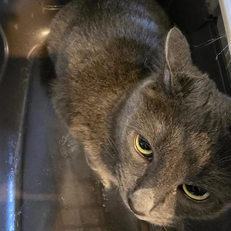 An adult medium-sized female Gray / Blue / Silver American Shorthair cat named Chiquita for adoption in Klamath Falls, OR