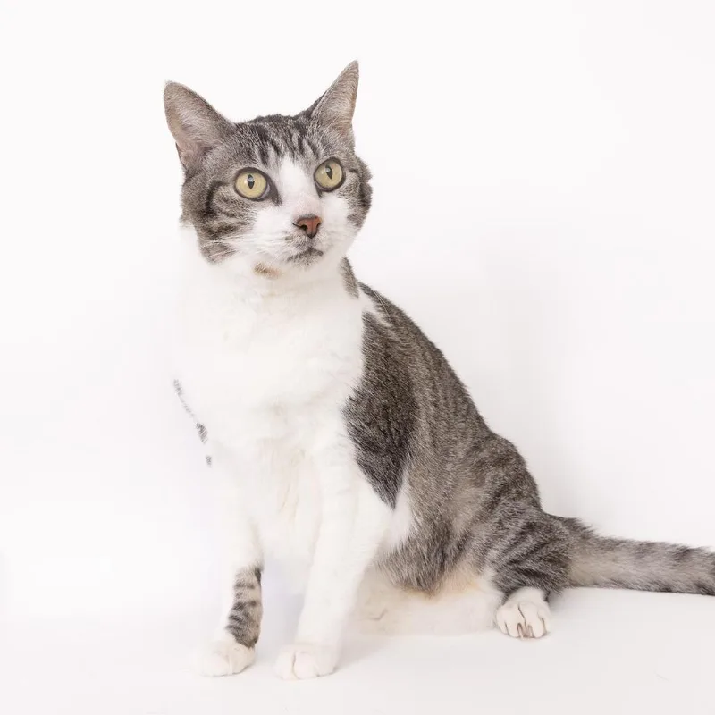 A senior large-sized male Gray / Blue / Silver Domestic Medium Hair cat named Henry for adoption in Franklin, TN