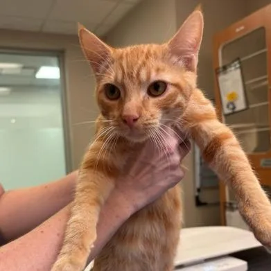A baby medium-sized male Domestic Short Hair cat named Scott for adoption in Murray, UT