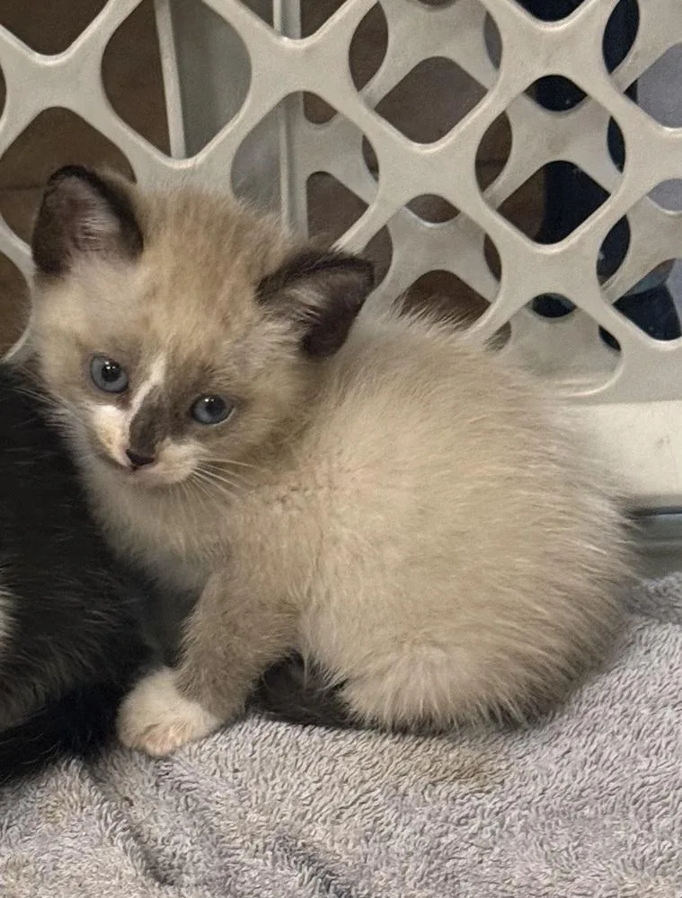 A baby small-sized male Siamese cat named Bentley for adoption in Lancaster, CA