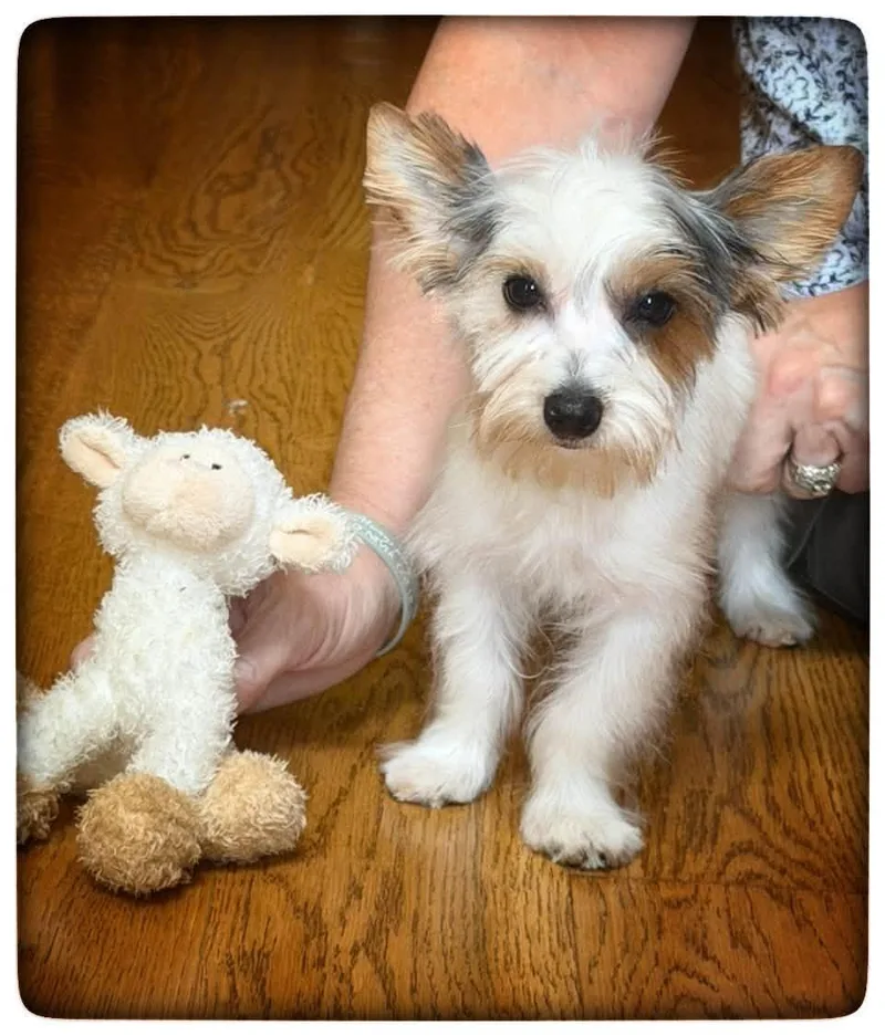 A baby small-sized male Yorkshire Terrier dog named Milo for adoption in Antioch, TN