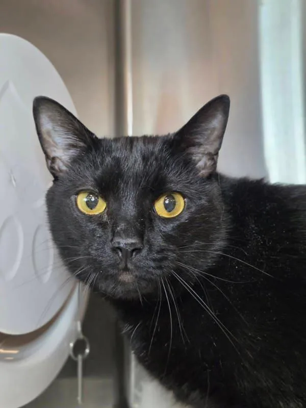An adult large-sized male Domestic Short Hair cat named Smokey for adoption in Millersville, MD