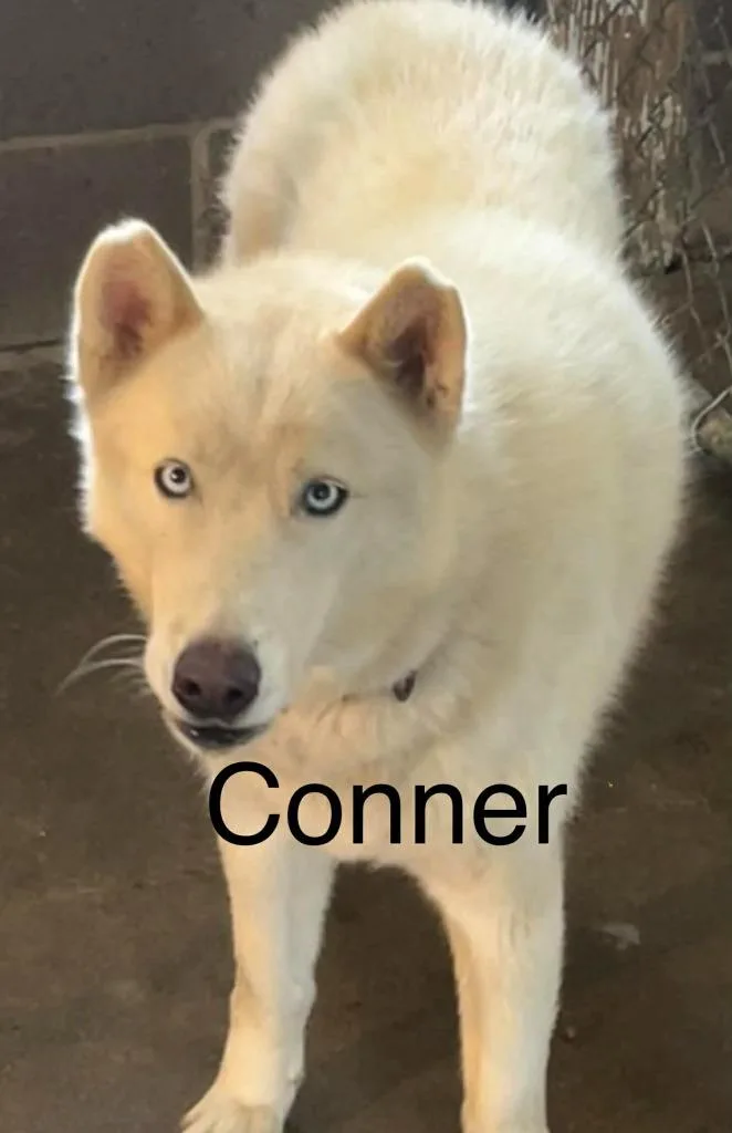 A young large-sized male Husky dog named Connor for adoption in Princeton, IN
