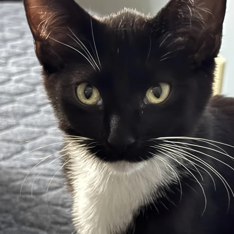 A baby medium-sized female Black Domestic Short Hair cat named Birdie for adoption in Minneapolis, MN