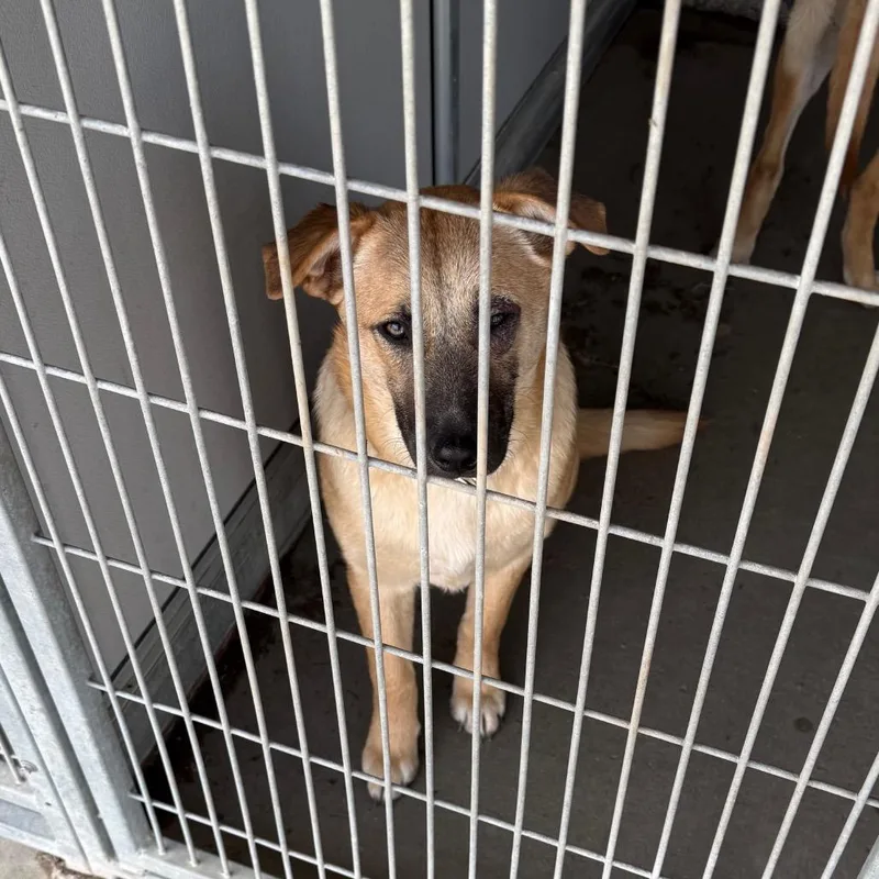 A young medium-sized female Yellow / Tan / Blond / Fawn Mixed Breed dog named Mocha for adoption in Carroll, IA