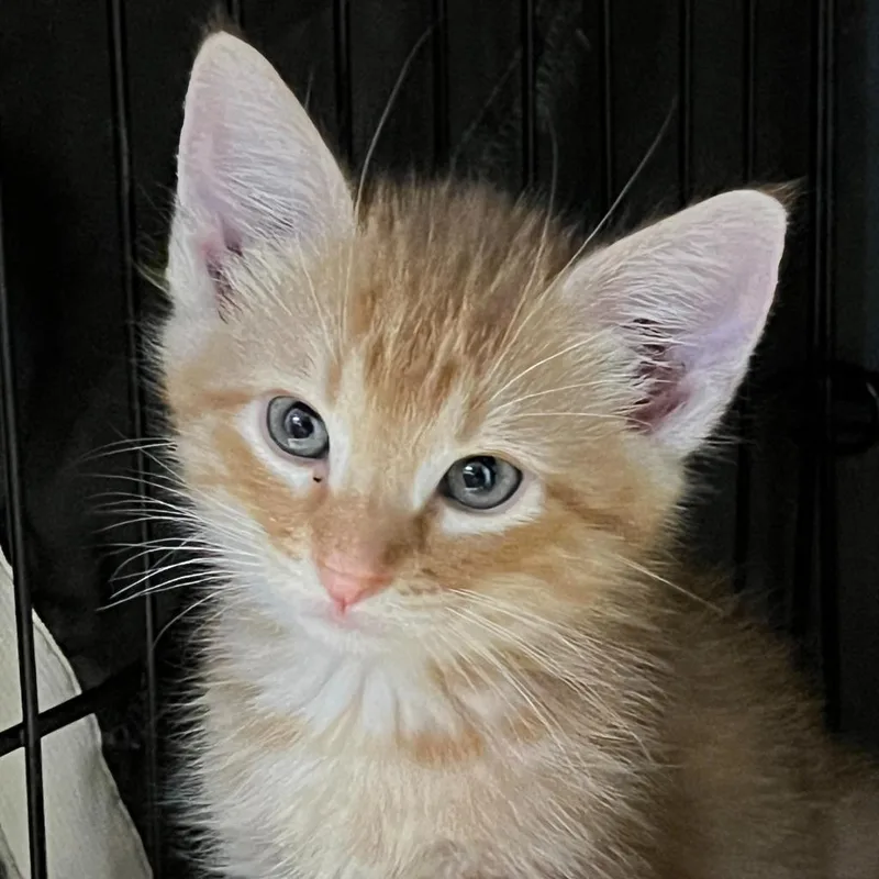 A baby medium-sized male Domestic Short Hair cat named Jet for adoption in Columbia, IL