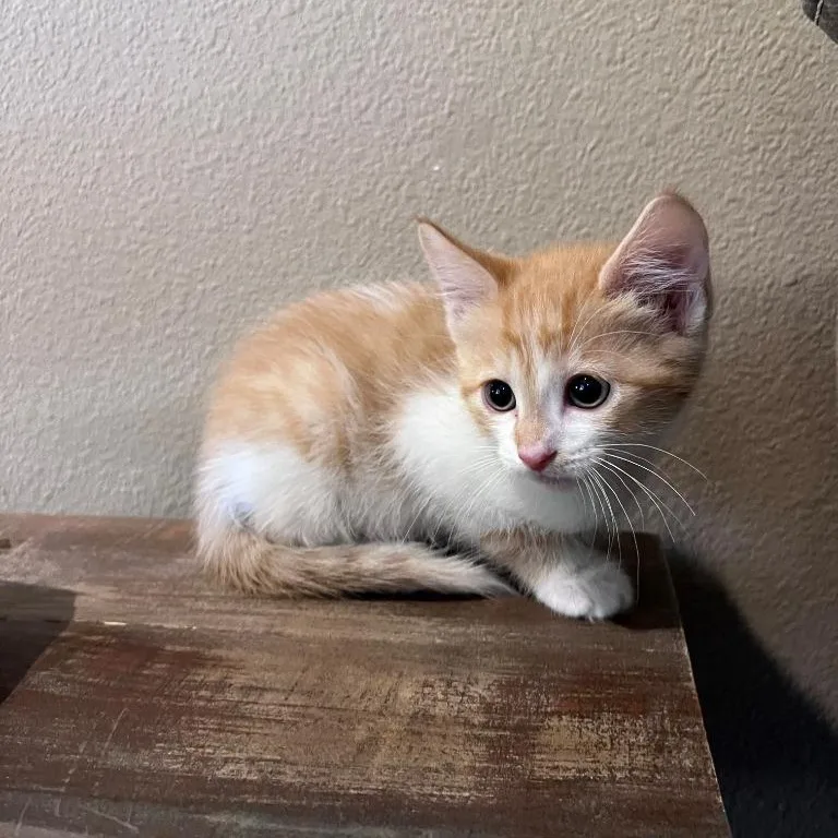 Punxsutawney Phil thumbnail 2