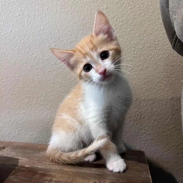 Punxsutawney Phil thumbnail 3