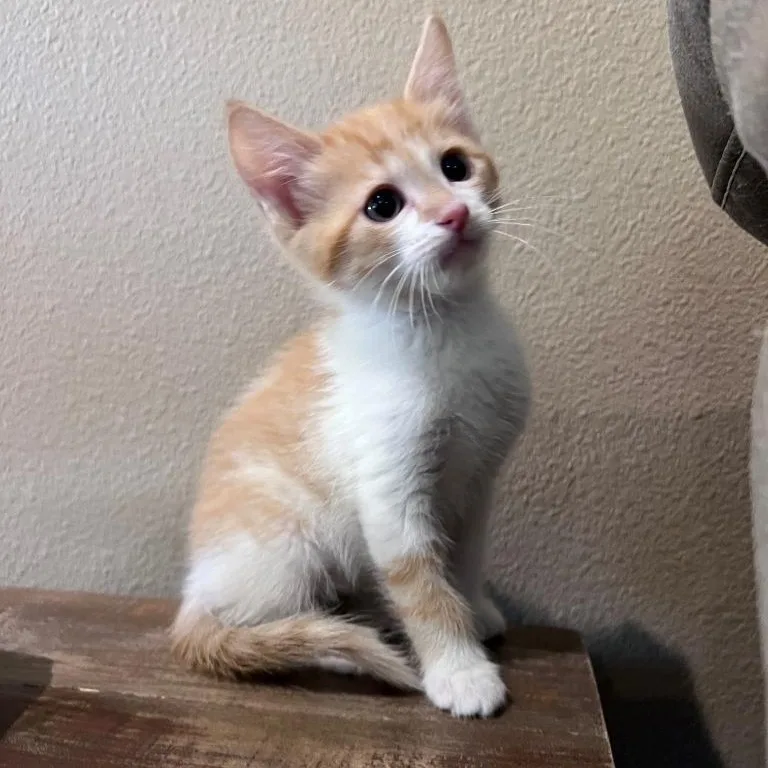 Punxsutawney Phil thumbnail 4