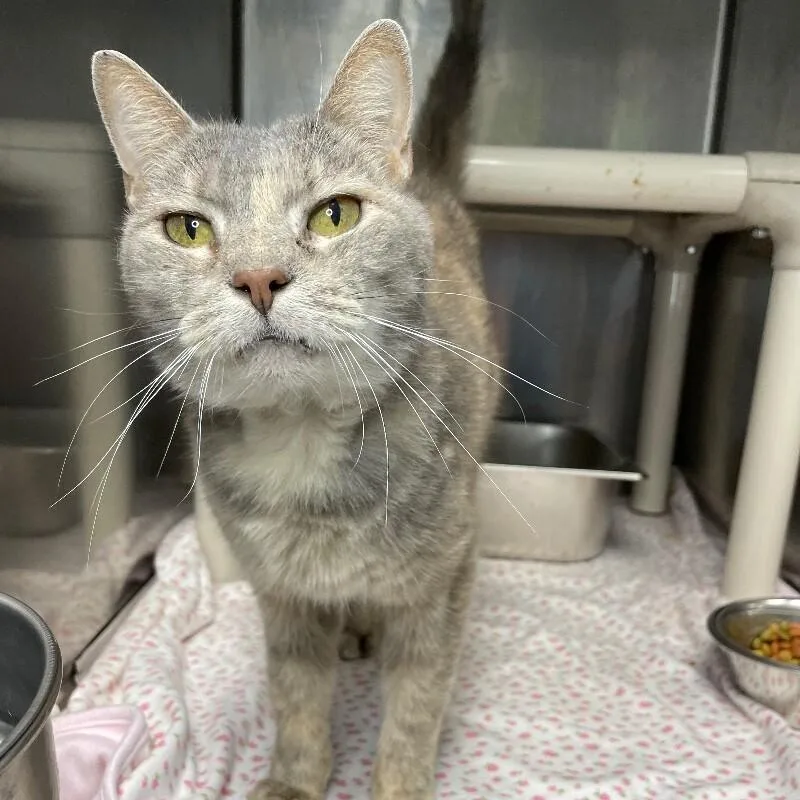 A senior medium-sized female Domestic Short Hair cat named Helen of Troy for adoption in Roanoke, VA