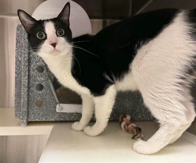 An adult medium-sized female Domestic Short Hair cat named Frannie for adoption in Colorado Springs, CO