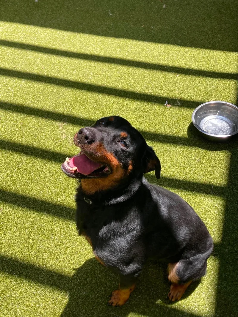 An adult large-sized female Rottweiler dog named Poppy for adoption in Hillsboro, NH