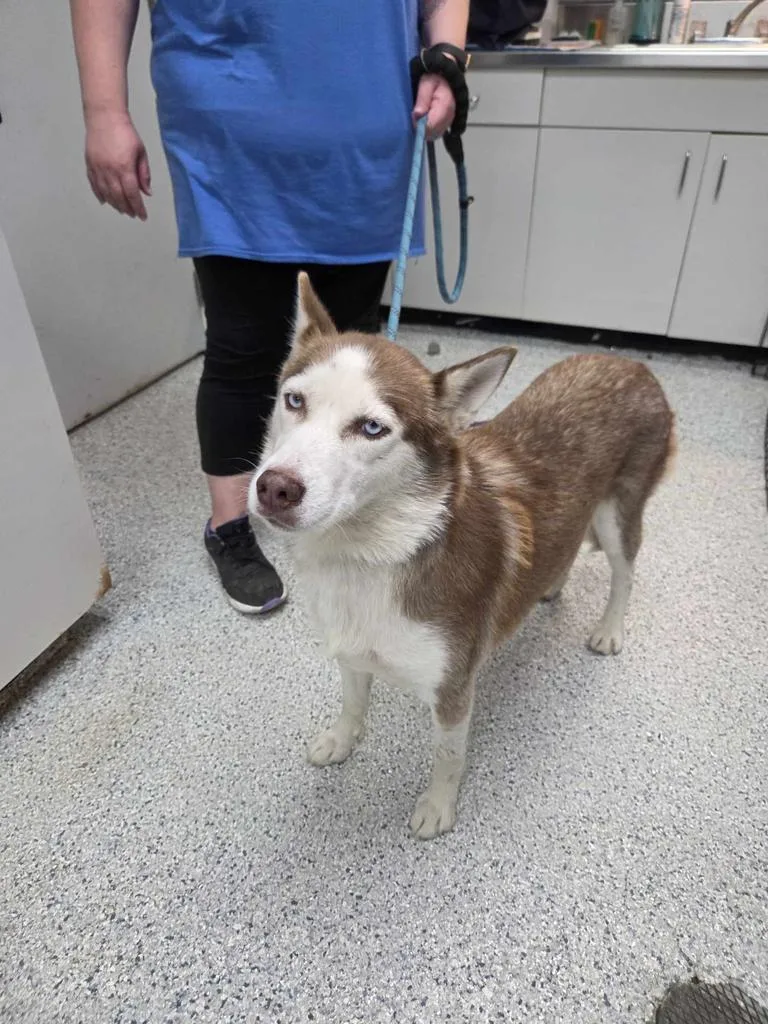 An adult medium-sized female Husky dog named Sansa for adoption in Livingston, LA