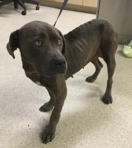 An adult large-sized female Pit Bull Terrier dog named Bellatrix for adoption in Riverside, CA