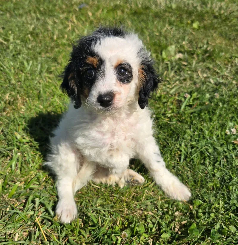 A baby small-sized male Black Cavapoo dog named Wallen for adoption in St. Clairsville, OH