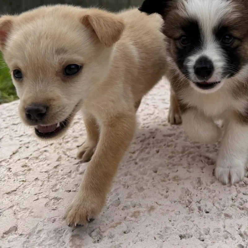 A baby small-sized male Apricot / Beige Lhasa Apso dog named Boo for adoption in Brownsville, TX