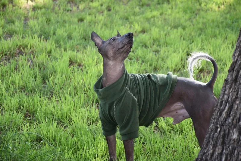 An adult large-sized male Xoloitzcuintli / Mexican Hairless dog named Ramsey In Texas for adoption in Lansing, MI