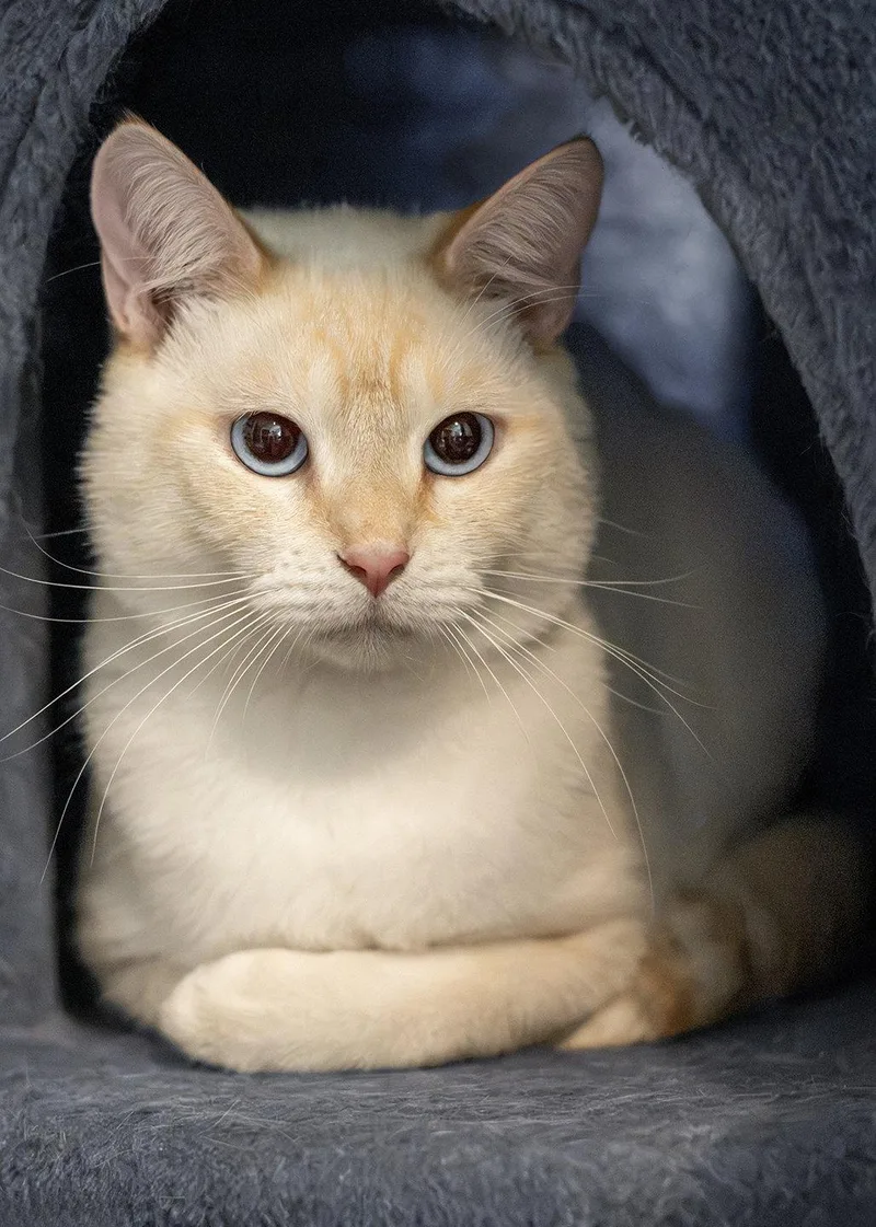 A young medium-sized male Siamese cat named Gretzky for adoption in Buford, GA