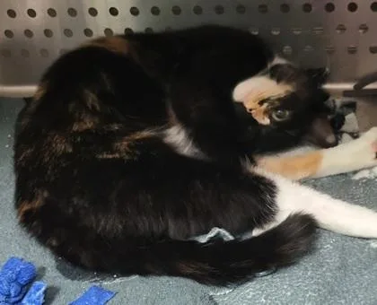 An adult small-sized female Domestic Short Hair cat named Emerald aka Minty for adoption in Pendleton, OR
