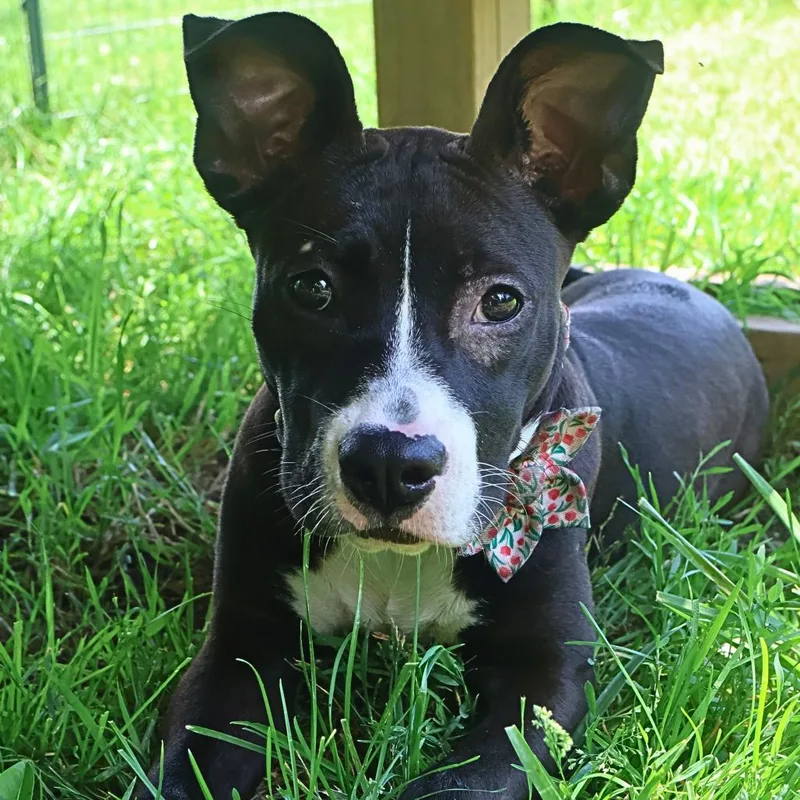 A young medium-sized female Black Terrier dog named Flamingo for adoption in South Elgin, IL