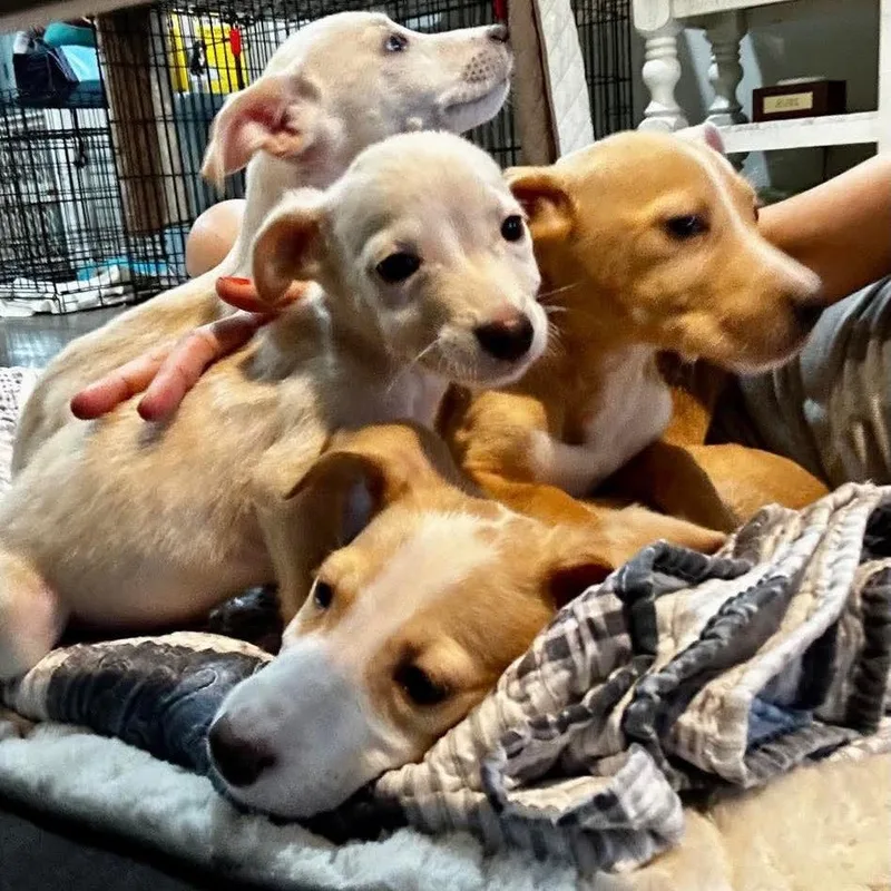 A baby small-sized male Yellow / Tan / Blond / Fawn Mixed Breed dog named St. Lucia for adoption in Buffalo, MN