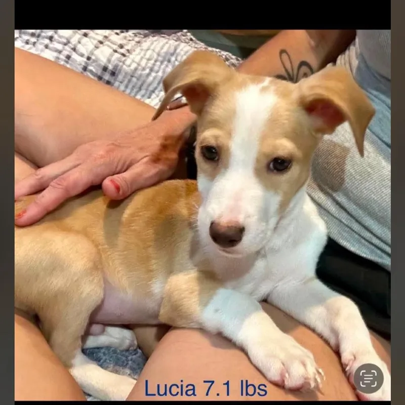 St. Lucia thumbnail 4