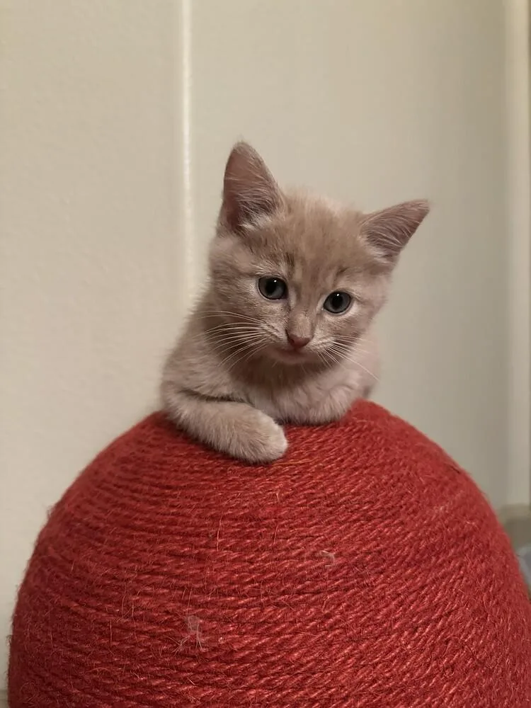 A baby small-sized female Domestic Short Hair cat named Toast for adoption in Aurora, CO