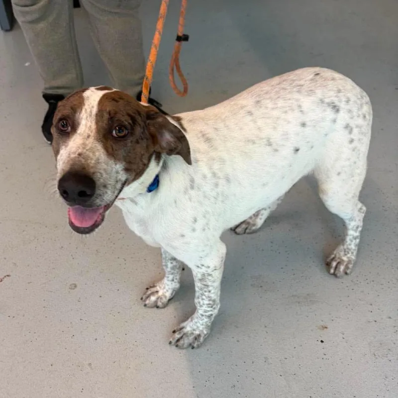 A baby medium-sized male White / Cream Mixed Breed dog named Hudson for adoption in Huntington, WV