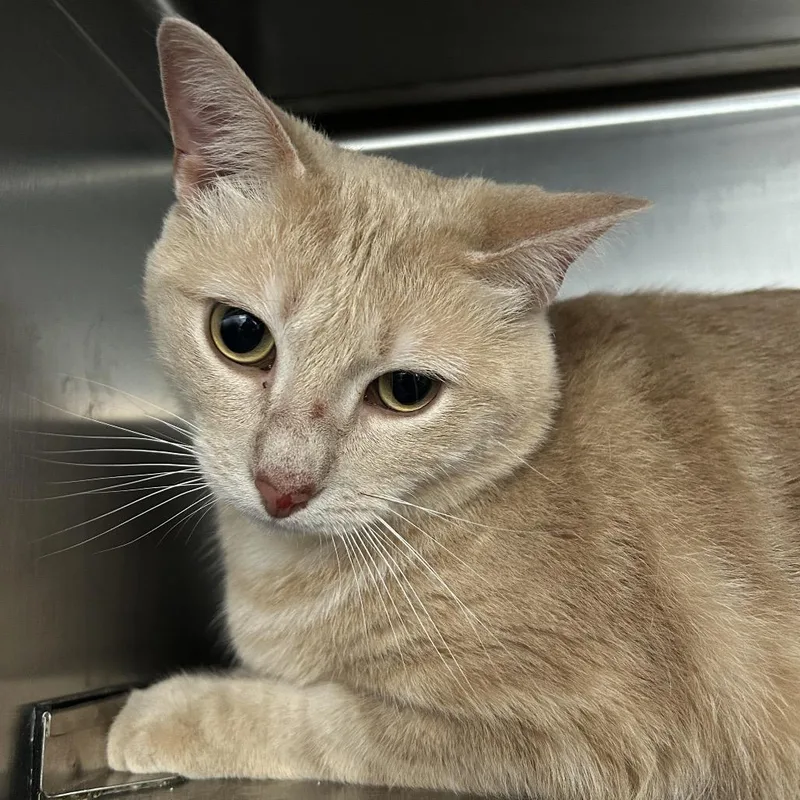 An adult large-sized male Buff / Tan / Fawn Domestic Short Hair cat named Jasper for adoption in Dover, NH