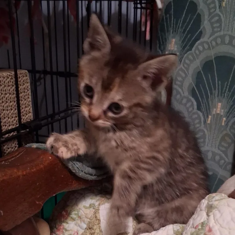 A baby small-sized female Brown / Chocolate Domestic Short Hair cat named Amira for adoption in Hamburg, NY