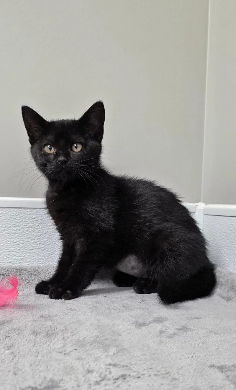 A baby medium-sized female Black Domestic Short Hair cat named Cheakers for adoption in Shepherdsville, KY