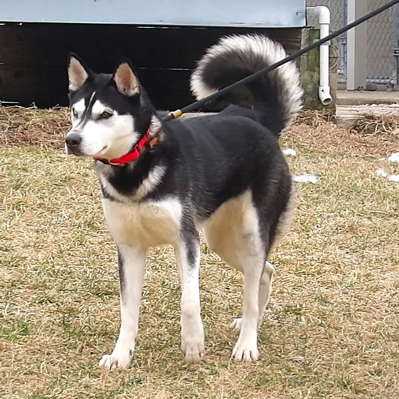 An adult medium-sized female Black Husky dog named Tricia for adoption in Newark, NJ