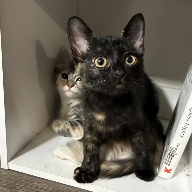 A baby small-sized female Black Domestic Short Hair cat named Cella for adoption in San Diego, CA