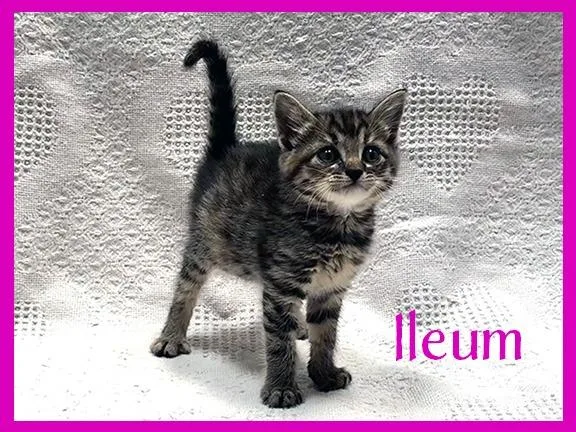 A baby medium-sized female Domestic Short Hair cat named Ileum for adoption in Hoover , AL