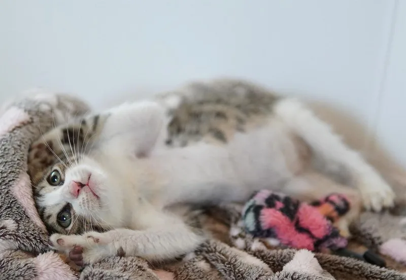 A baby small-sized male Gray & White American Bobtail cat named Yoshi for adoption in Wellington, FL