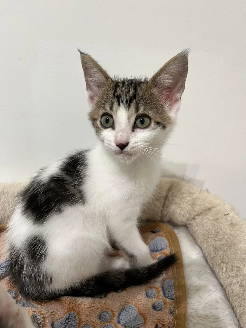 A baby small-sized male Gray / Blue / Silver Domestic Short Hair cat named Kuzco for adoption in Columbus, IN