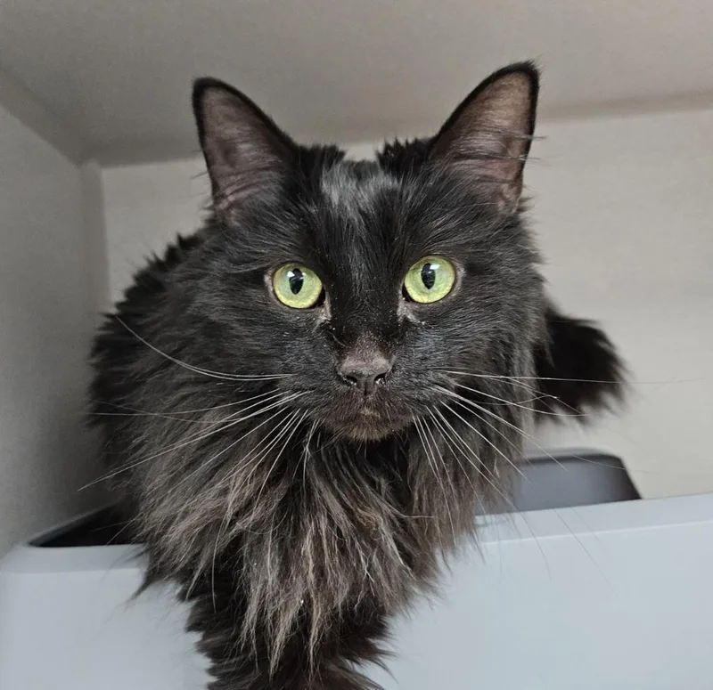 A senior small-sized female Domestic Long Hair cat named Godiva for adoption in Los Angeles, CA