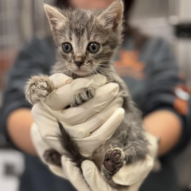 A baby small-sized female Gray / Blue / Silver Domestic Short Hair cat named Mango for adoption in Houston, TX