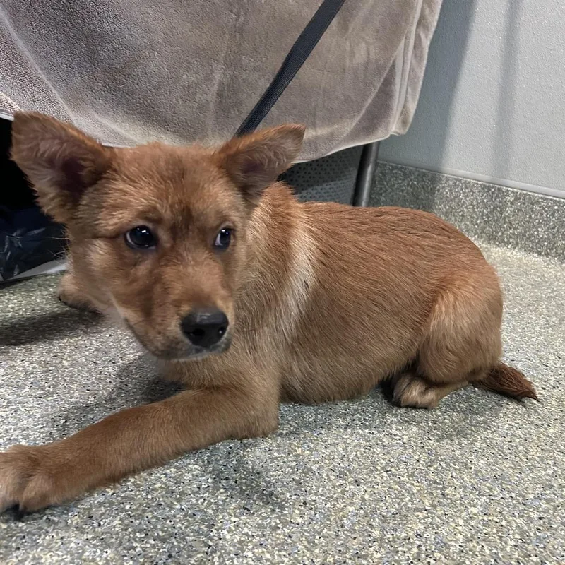 A baby small-sized male Red / Chestnut / Orange Cattle Dog dog named IVHSStray for adoption in San Gabriel, CA