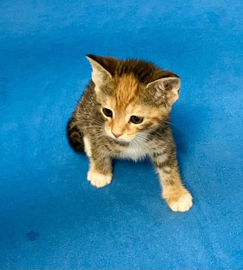A baby medium-sized female Torbie cat named Tory for adoption in Gastonia, NC