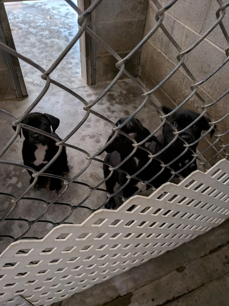 A baby large-sized male Cane Corso dog named Cane Corso puppies for adoption in Hermiston, OR