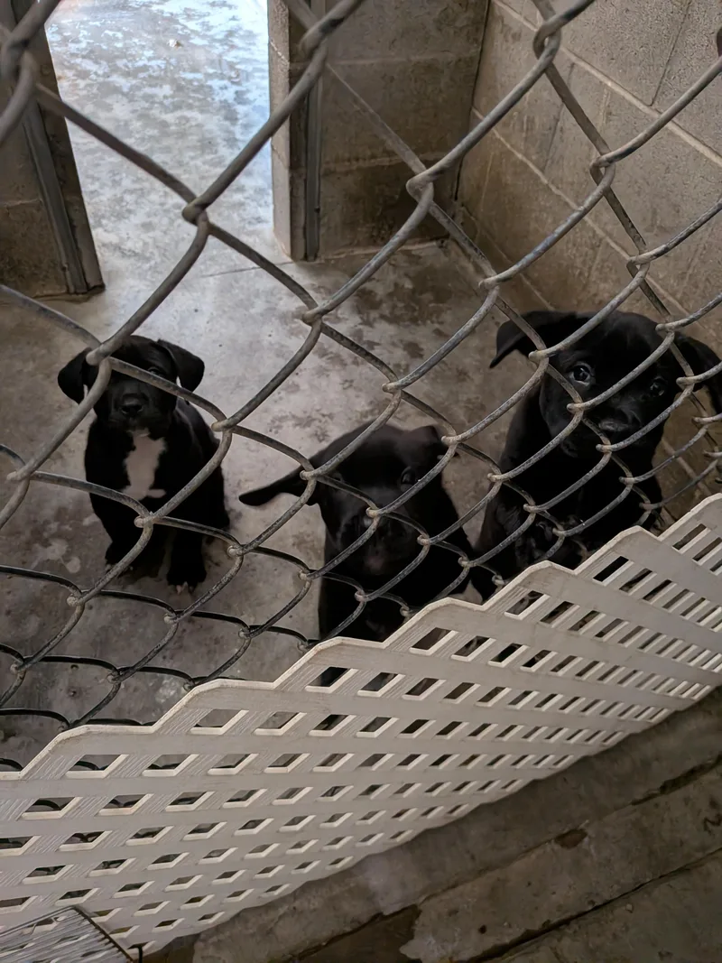 Cane Corso puppies thumbnail 2
