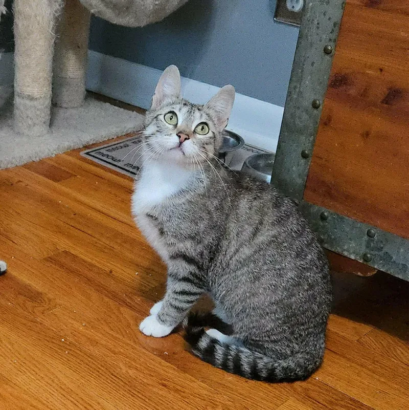 A baby medium-sized female Domestic Short Hair cat named Foxie for adoption in Sedalia, MO