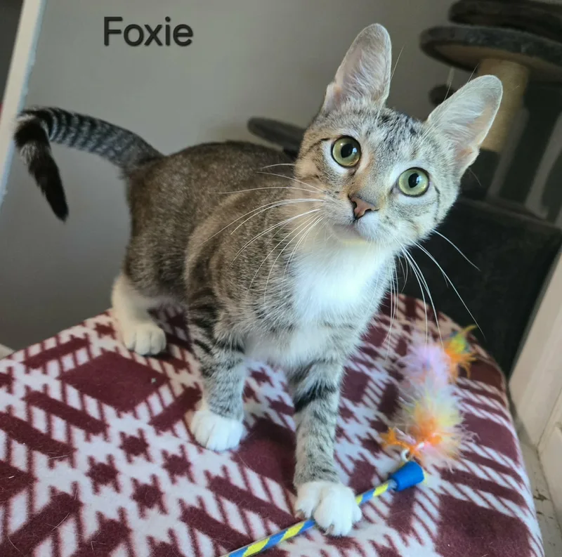 Foxie thumbnail 3