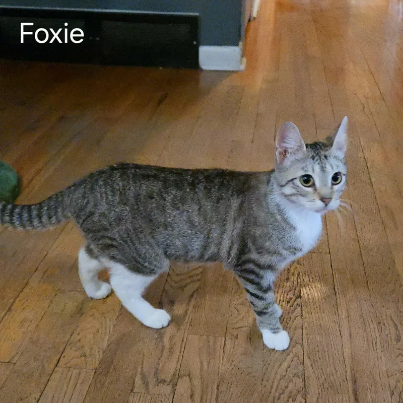 Foxie thumbnail 5