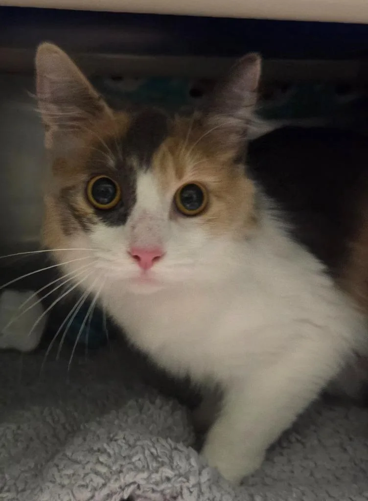A young small-sized female Domestic Medium Hair cat named Daphne for adoption in Olean, NY