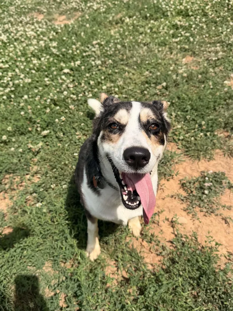 An adult large-sized male Tricolor (Brown, Black, & White) Australian Cattle Dog / Blue Heeler dog named Fidalgo for adoption in Berryville, VA