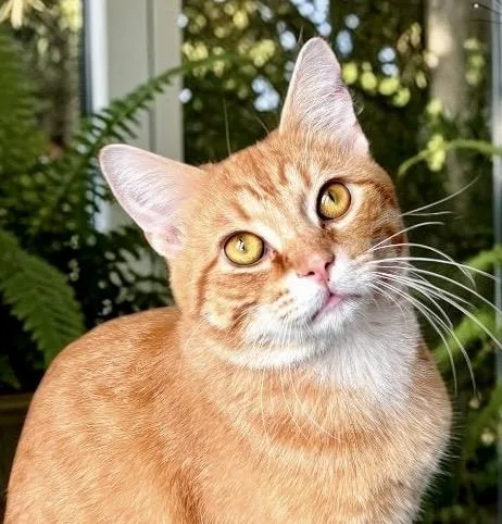 Mr. Nibs