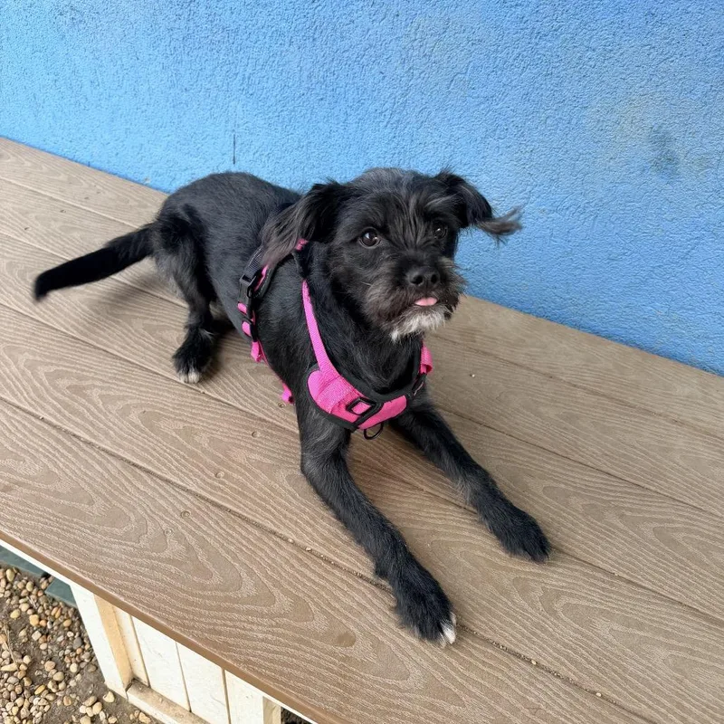 A young small-sized female Black Mixed Breed dog named Daisy for adoption in Newark, NJ